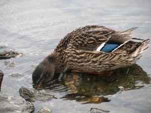 Natálka,Bára
